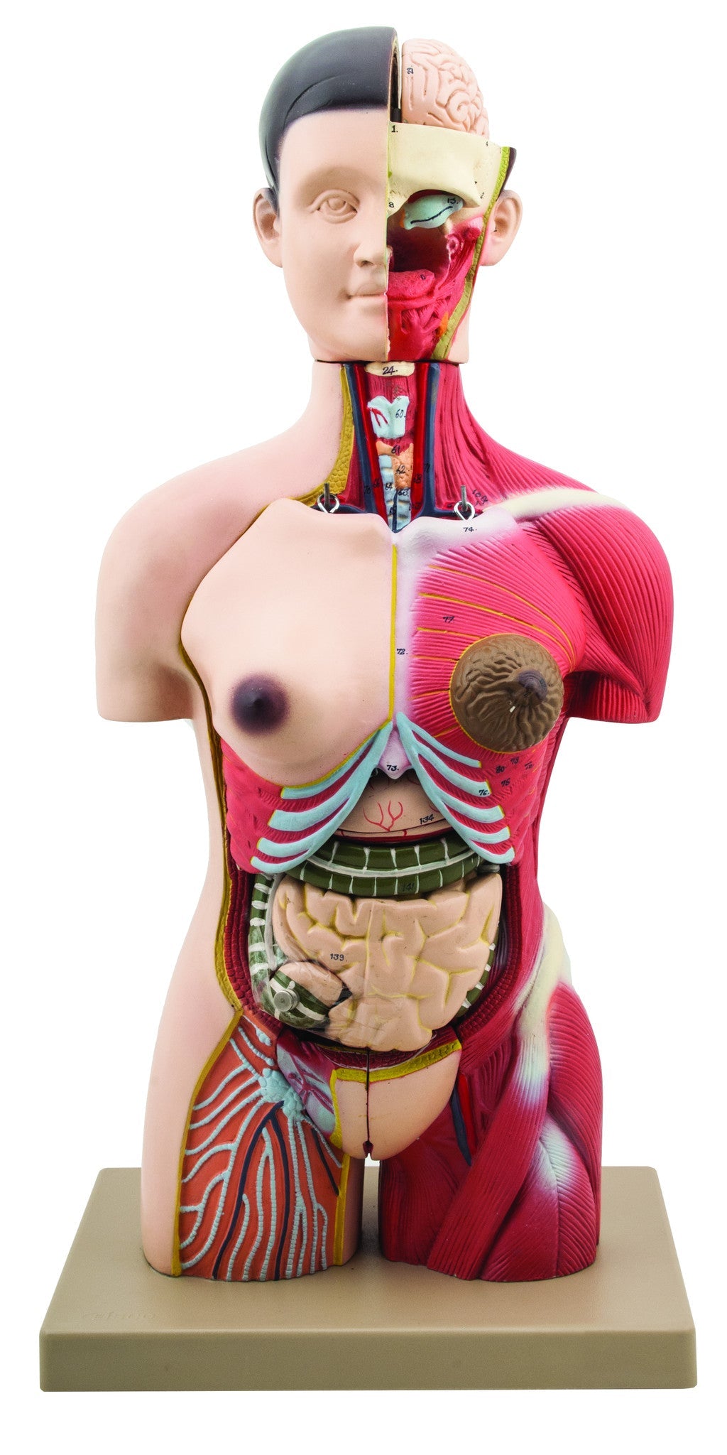 Half-Size Muscular Human Torso Model, 24-Part