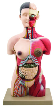 Half-Size Muscular Human Torso Model, 24-Part