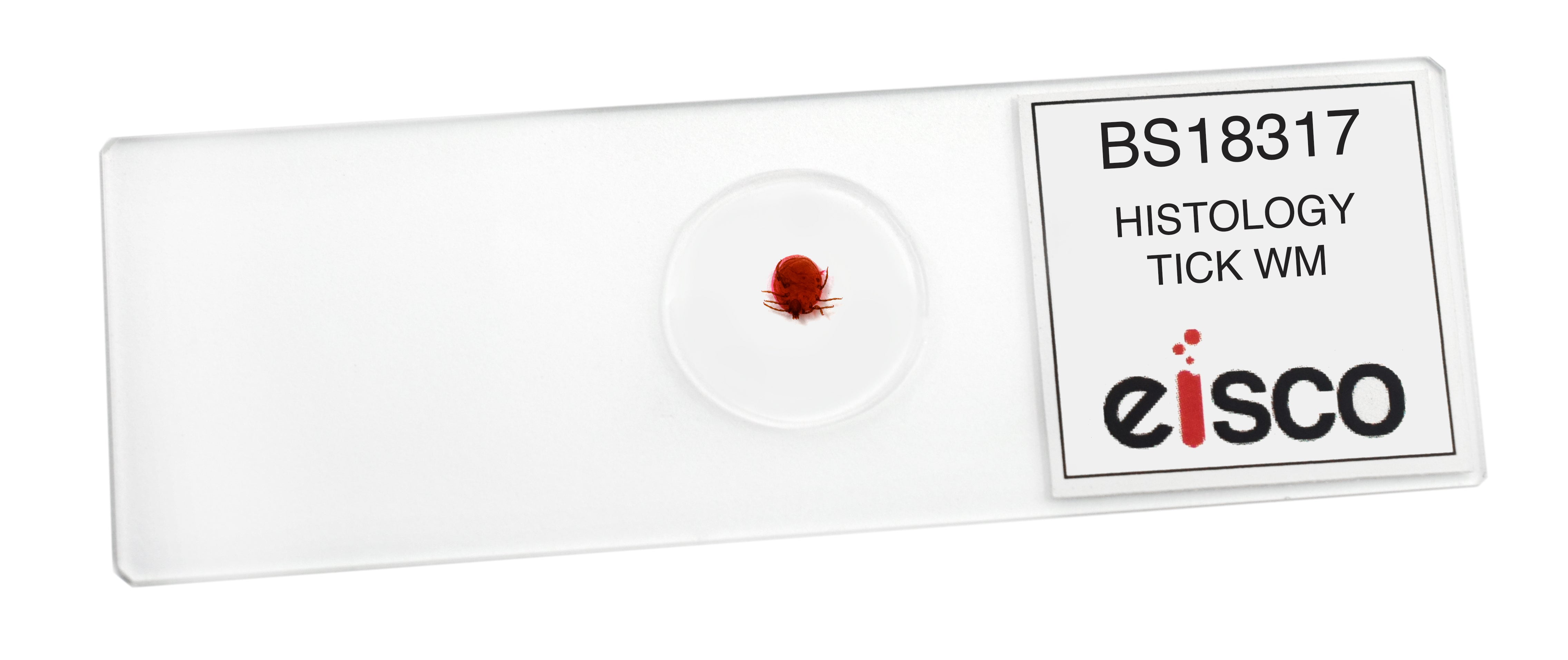 Tick Histology Wholemount Prepared Microscope Slide