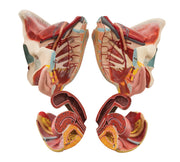 Female Muscular Pelvis Model, 4-Part