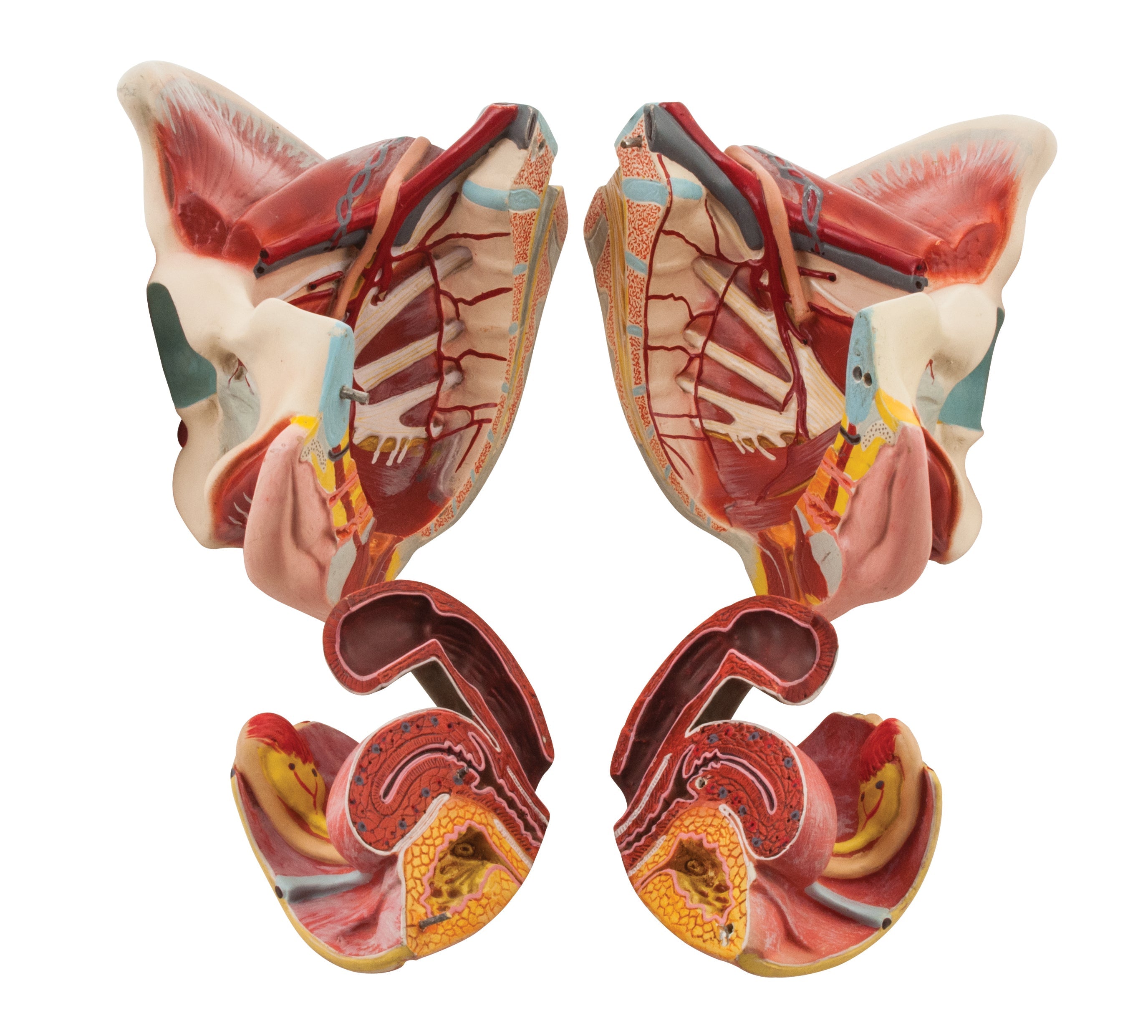 Female Muscular Pelvis Model, 4-Part