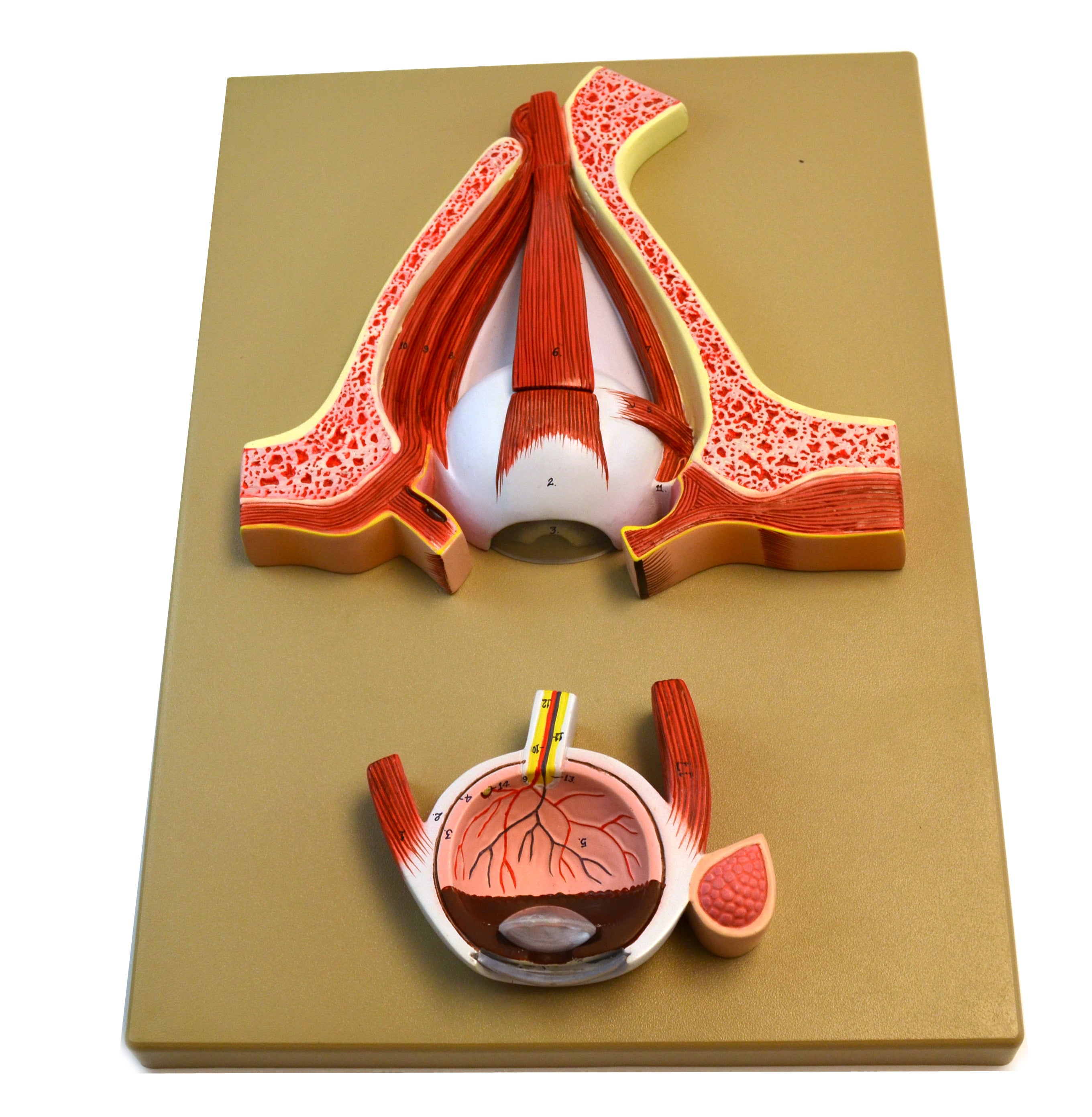 Human Eye Model, 5X Sagittal Cutaway