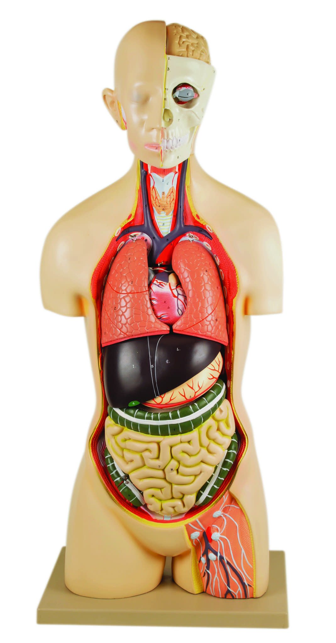 Life-Size Sexless Human Torso Model, 13-Part, Light Complexion