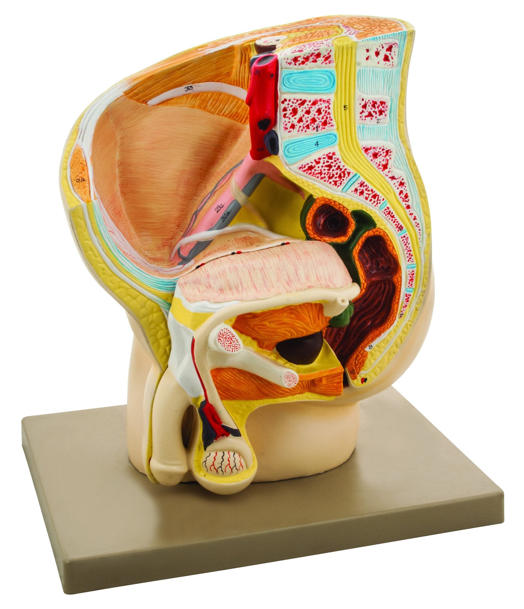 Male Pelvis Section Model, 2-Part
