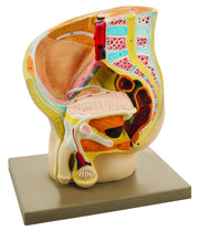 Male Pelvis Section Model, 2-Part