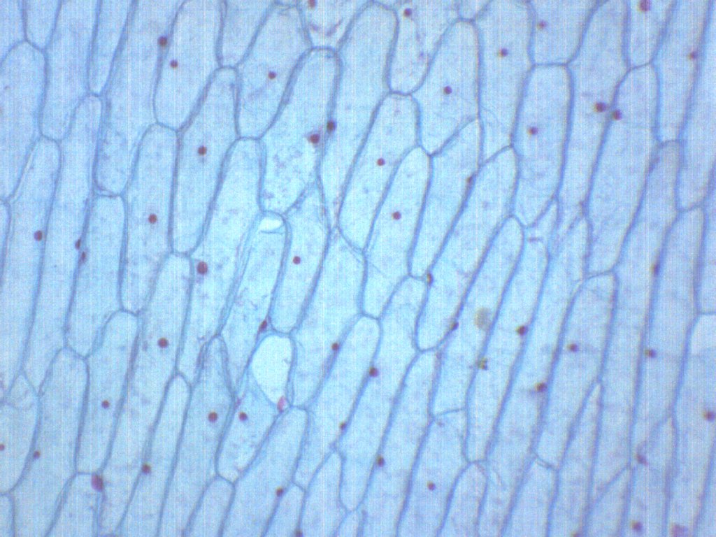 Onion Bulb Epidermis Whole Mount Prepared Microscope Slide