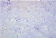 Bacillus Smear Gram Positive Prepared Microscope Slide