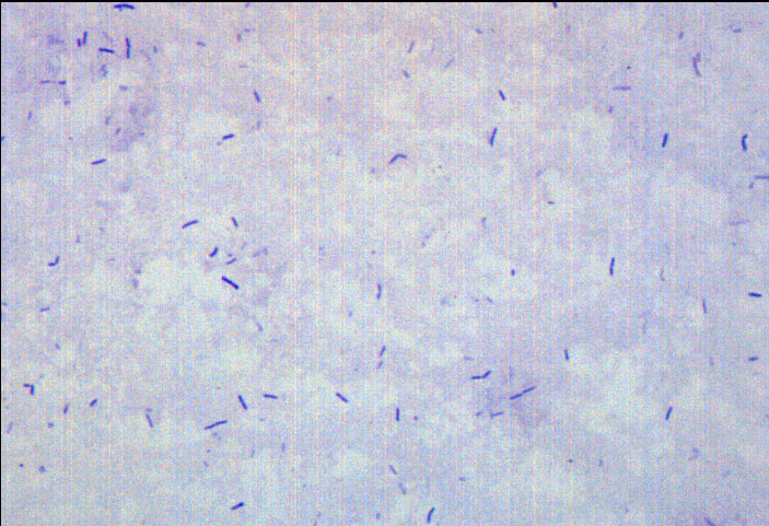 Bacillus Smear Gram Positive Prepared Microscope Slide