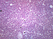 Frog Liver Section Prepared Microscope Slide