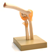 Human Elbow Joint Anatomical Model, Life Size, 9 x 7 x 4"