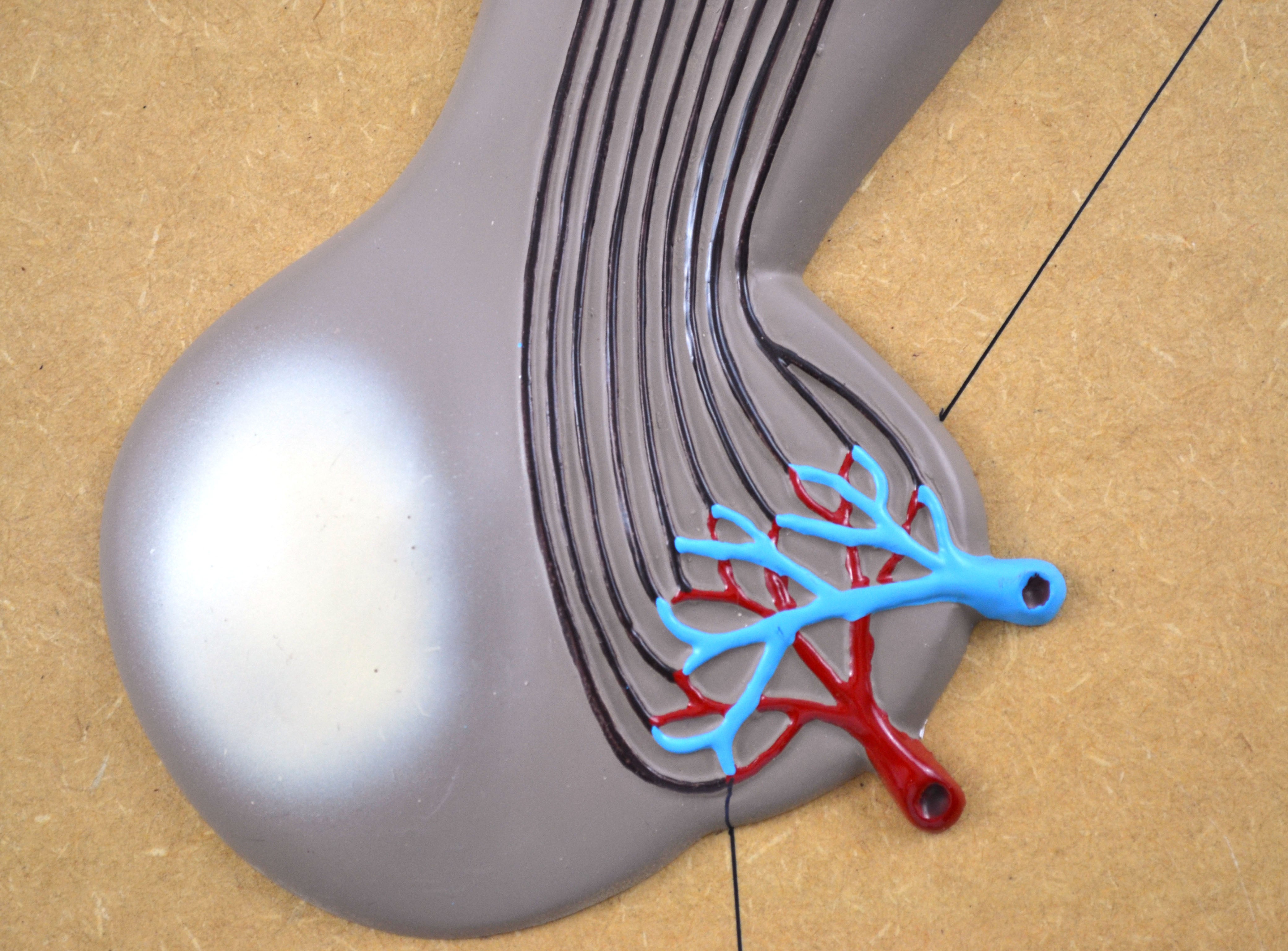 Pituitary Gland and Hypothalamus Model, Greatly Enlarged