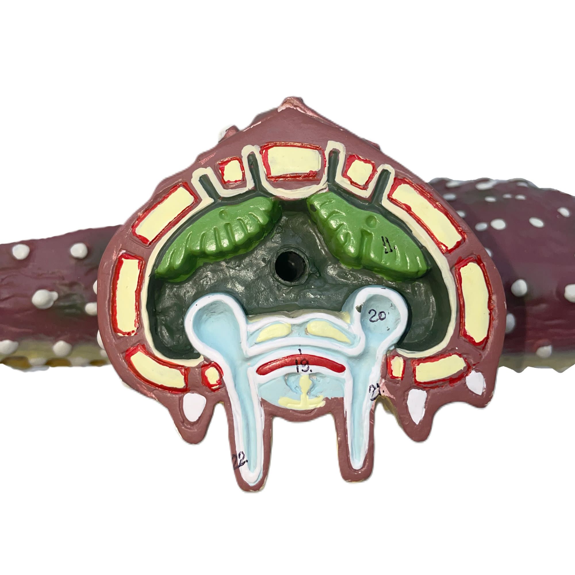 4x Life-Size Starfish Anatomy Anatomical Model