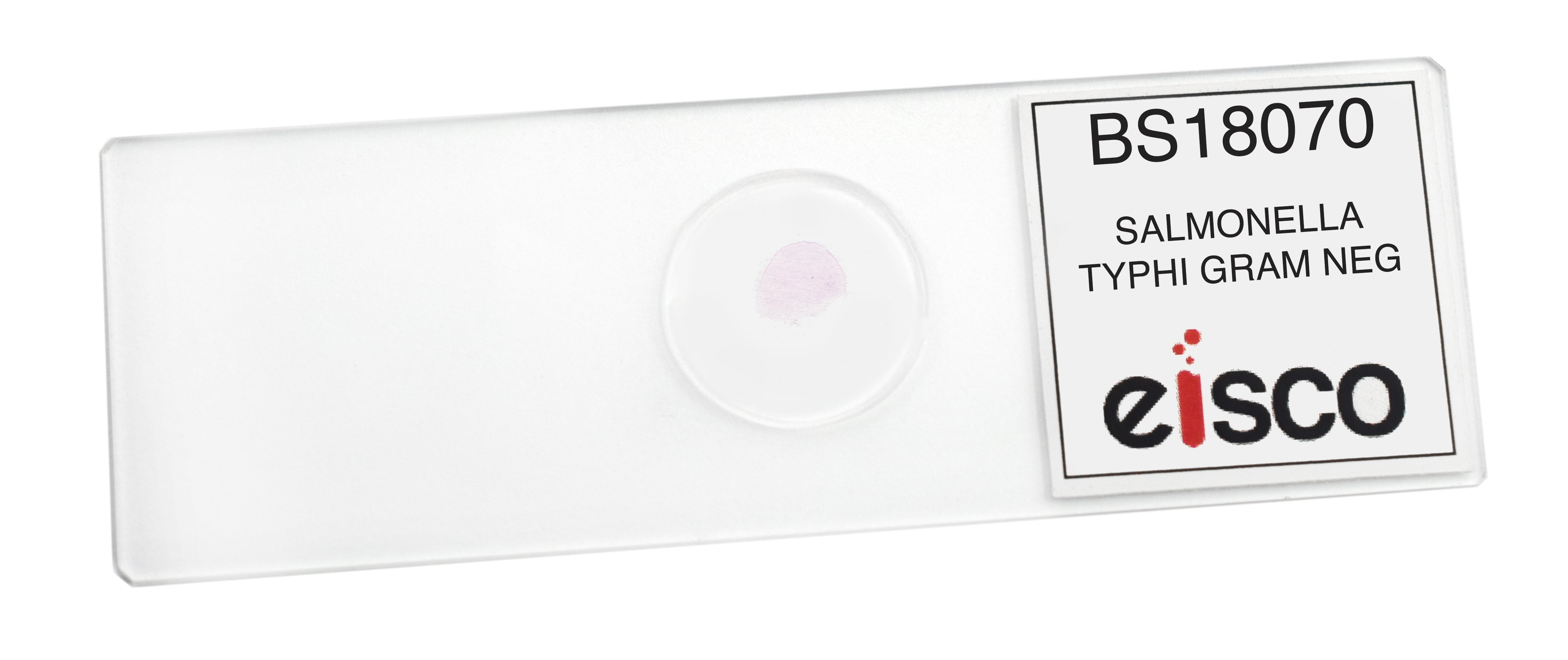 Salmonella Typhi Gram Negative Prepared Microscope Slide
