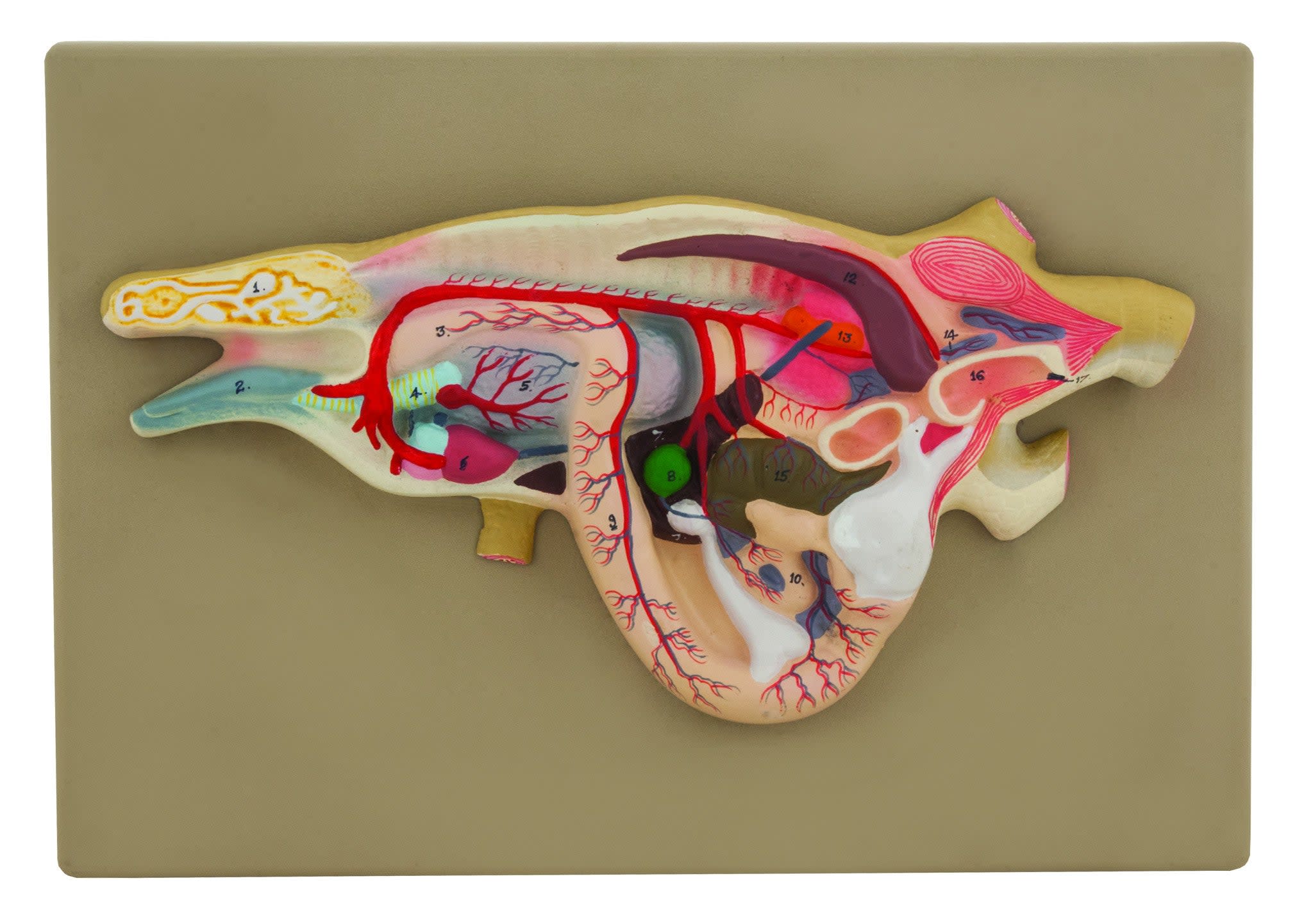 Lizard Dissection Model - Mounted on 13" x 9" Plastic Base