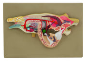 Lizard Dissection Anatomical Model on 13 x 9 inch Plastic Base
