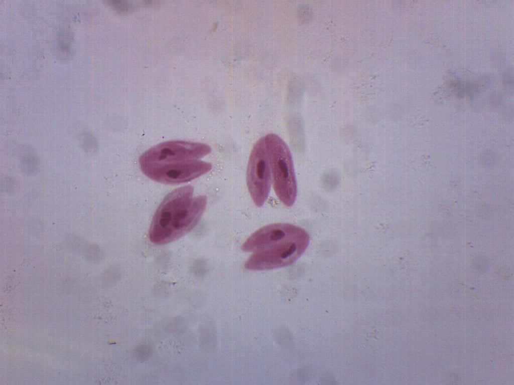 Paramecium Conjugation Whole Mount Prepared Microscope Slide