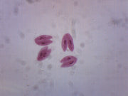 Paramecium Conjugation Whole Mount Prepared Microscope Slide