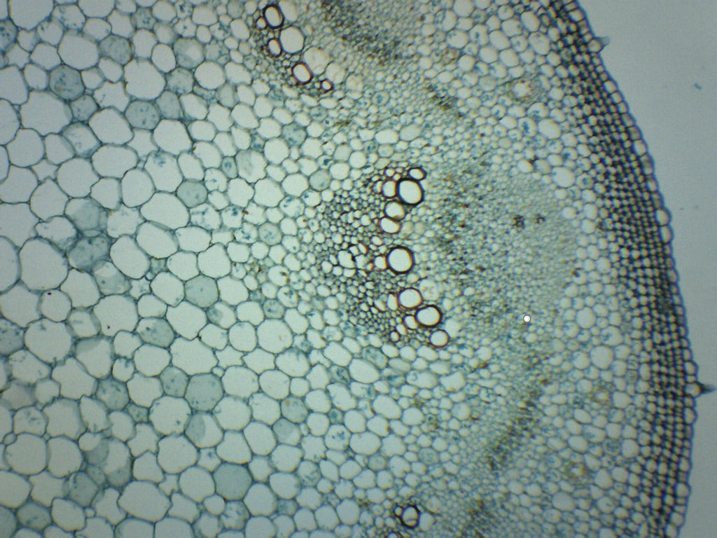 Helianthus Stem Prepared Microscope Slide