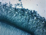 Penicillium Prepared Microscope Slide