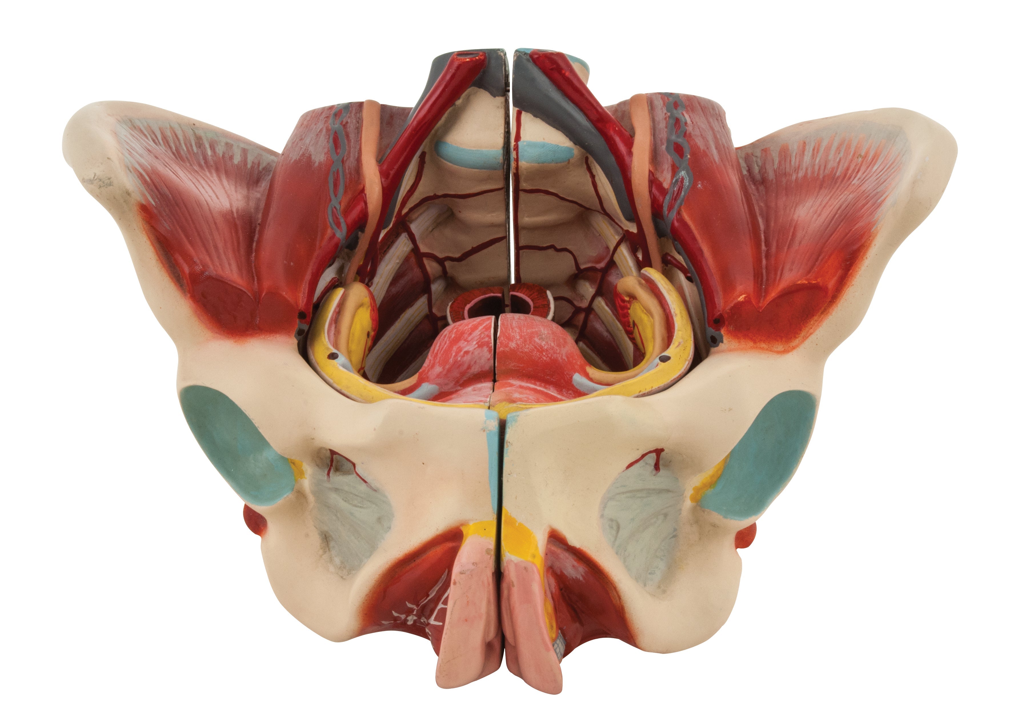 Female Muscular Pelvis Model, 4-Part