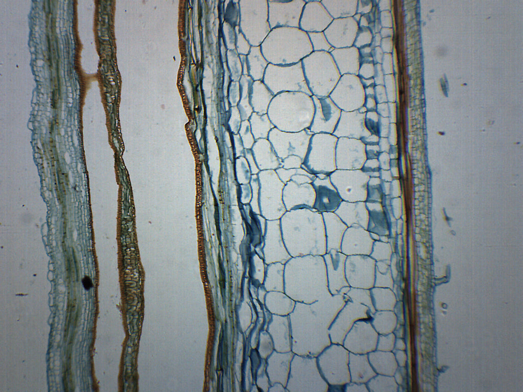 Pumpkin Stem Prepared Microscope Slide