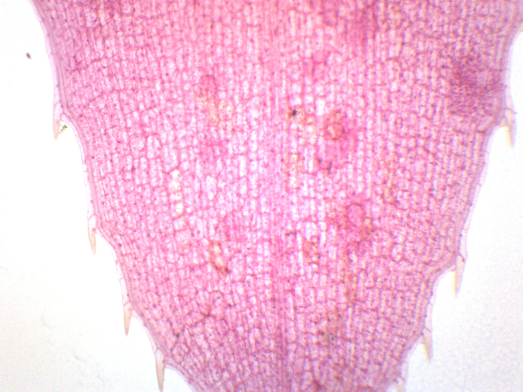Elodea Submerged Leaf Prepared Microscope Slide