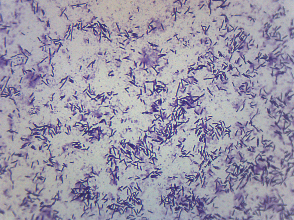 Escherichia Coli Smear Gram Stain Prepared Microscope Slide