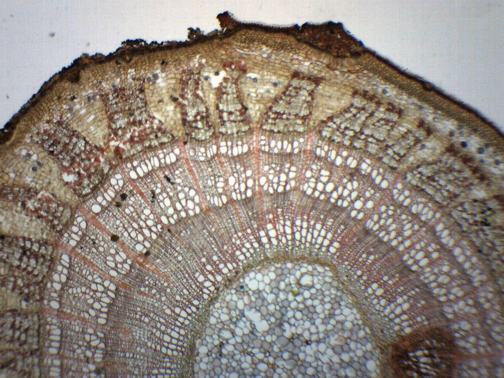 Tilia 3-Year Stem Prepared Microscope Slide