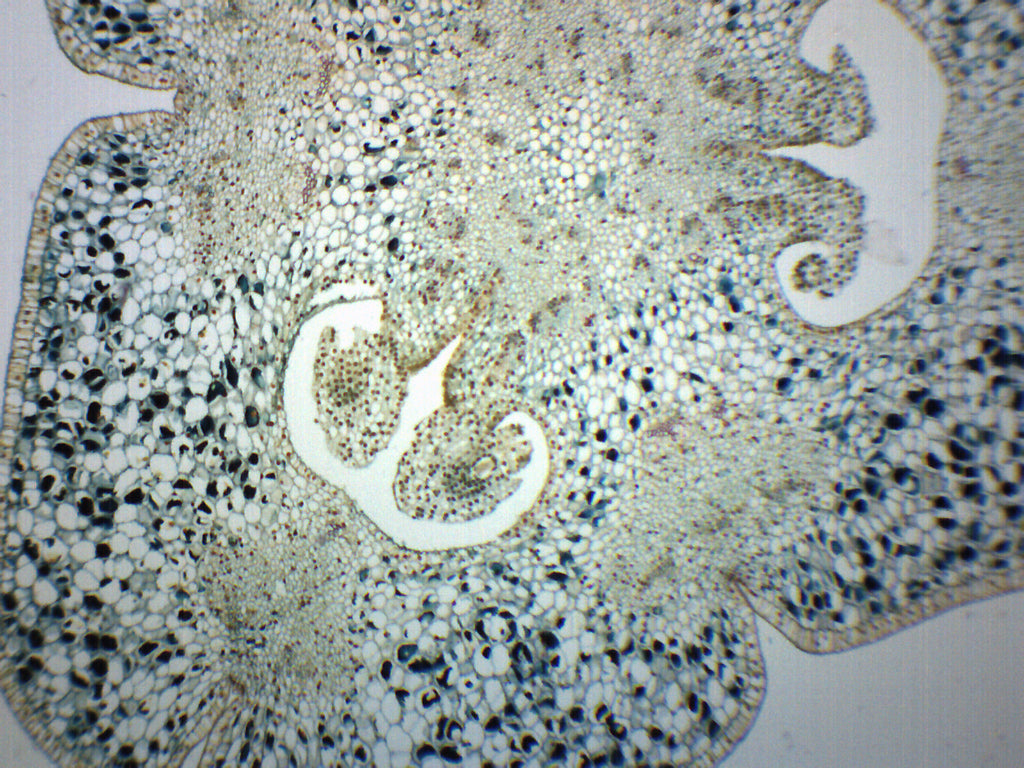 Lilium Ovary Cross-Section Prepared Microscope Slide
