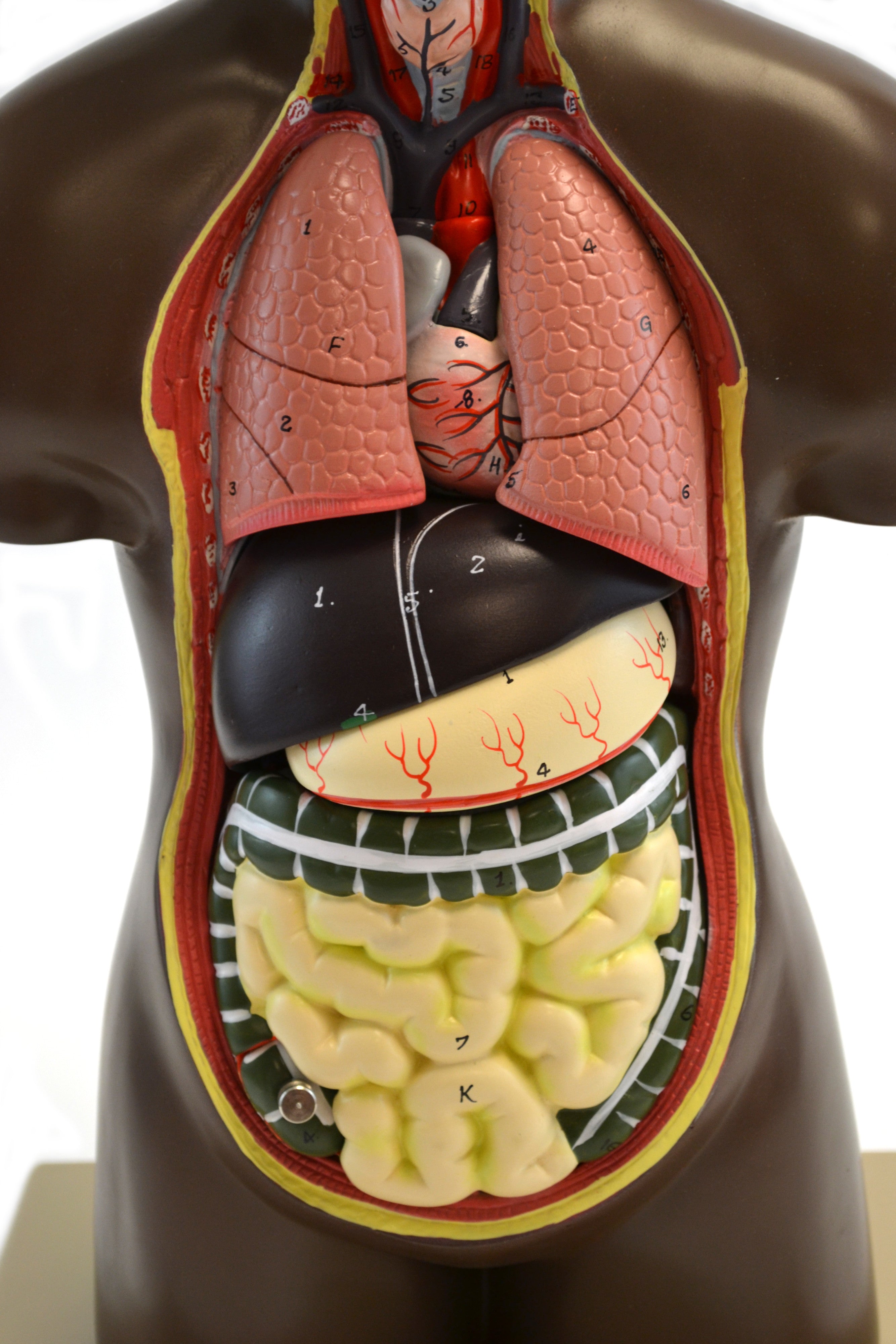 Half-Size Human Torso Model with Dark Complexion, 20" Tall
