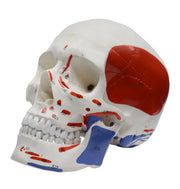 Didactic Colored Human Skull Anatomical Model, 3-Part, Life-Size 9 inch