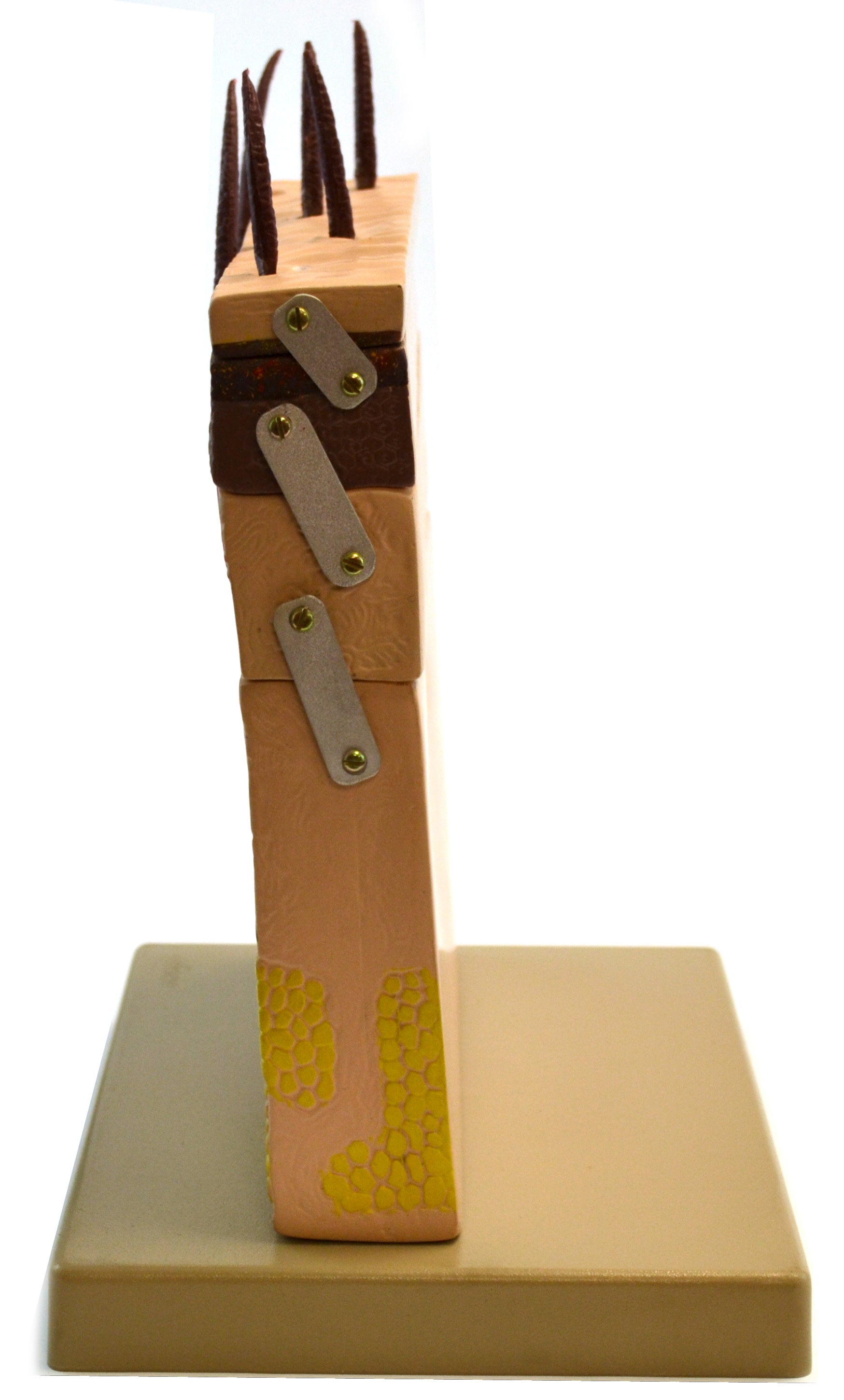 Eisco Labs Human Skin 12" tall - Enlarged 70 Times 4 Parts hinged