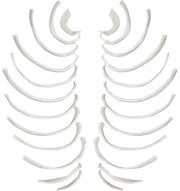 24-Piece Disarticulated Human Rib Bone Set