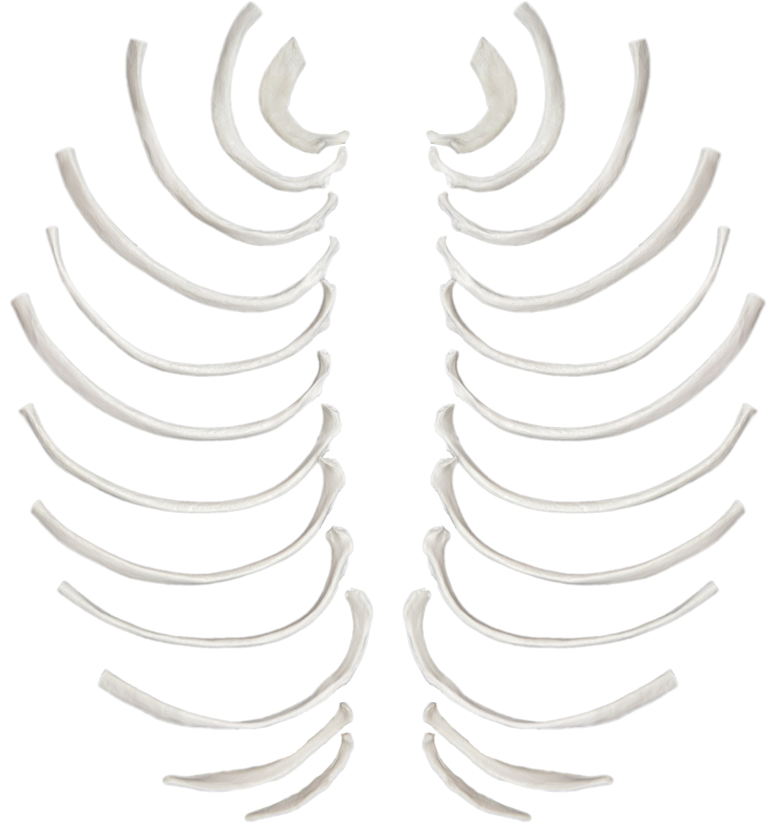 24-Piece Disarticulated Human Rib Bone Set