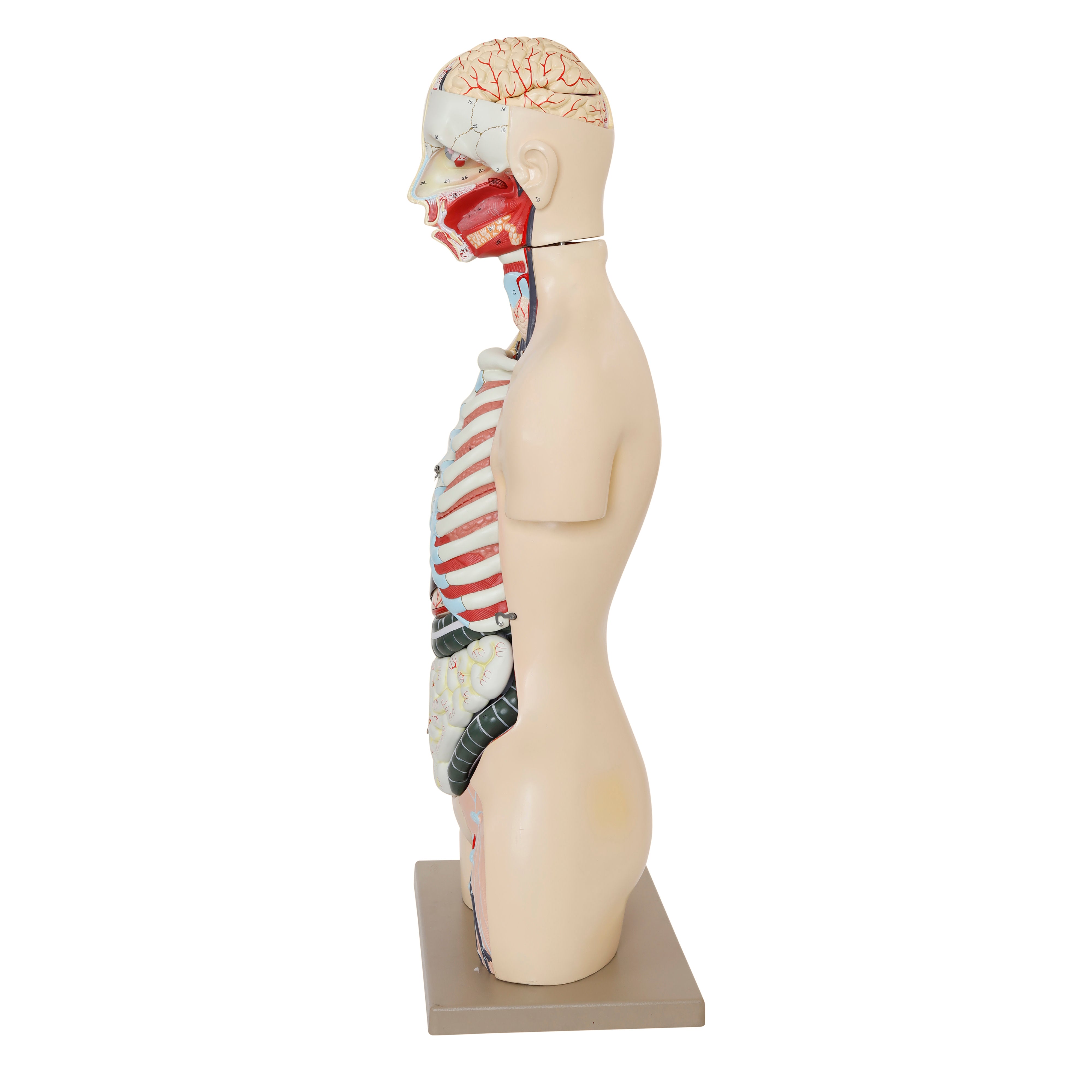 Life-Size Dual-Sex Human Torso Model with Reproductive Organs, 34" Tall, 28-Part