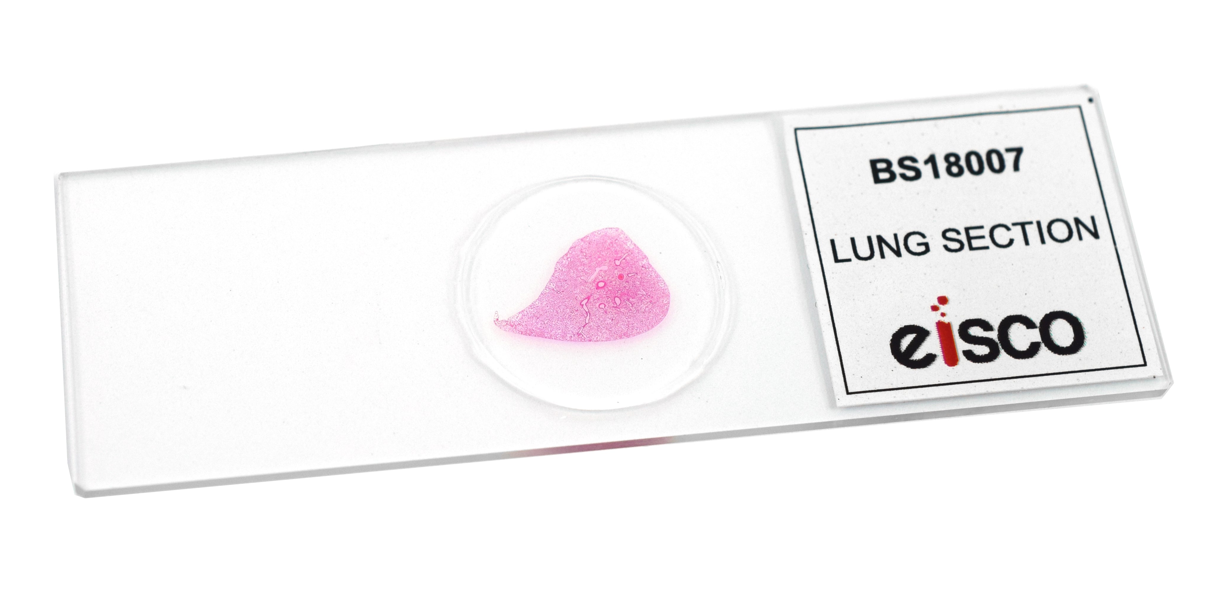 Lung Section Prepared Microscope Slide