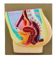 Female Pelvis Model, Hand-Painted