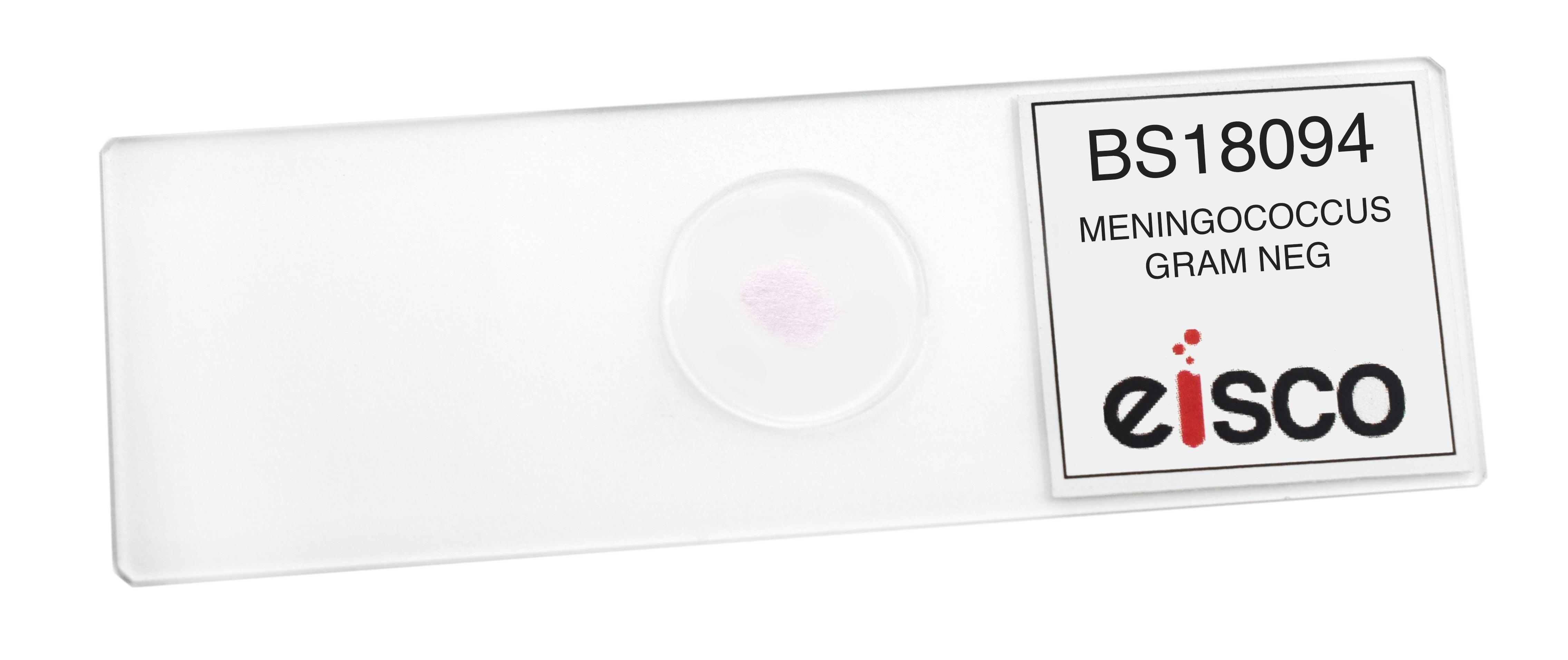 Meningococcus Gram Negative Prepared Microscope Slide