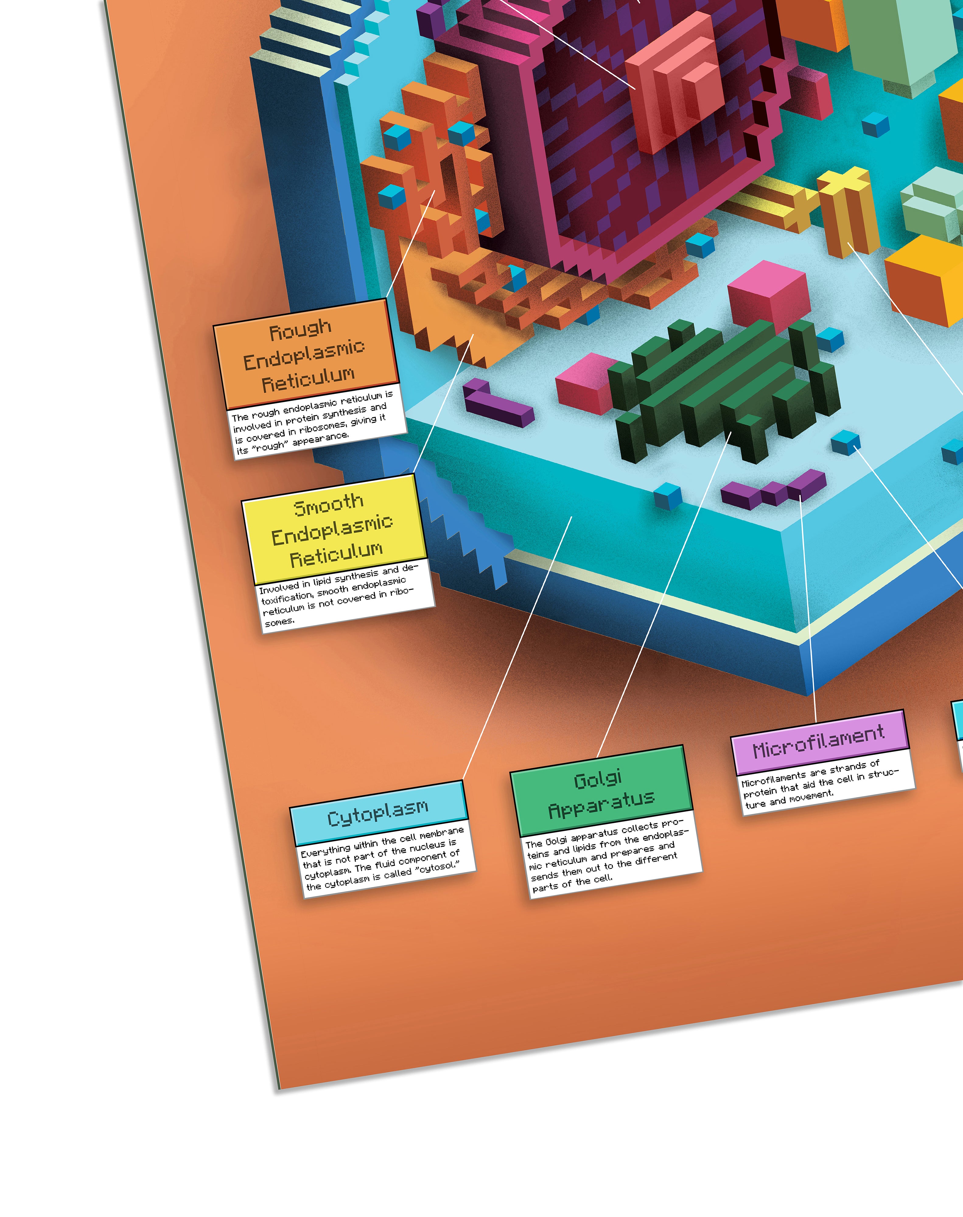 2-Pack Animal and Plant Cell Structure Poster Set, 24 x 36 inch