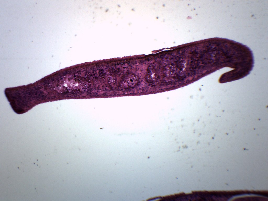 Planaria 3-Region Cross-Section Prepared Microscope Slide