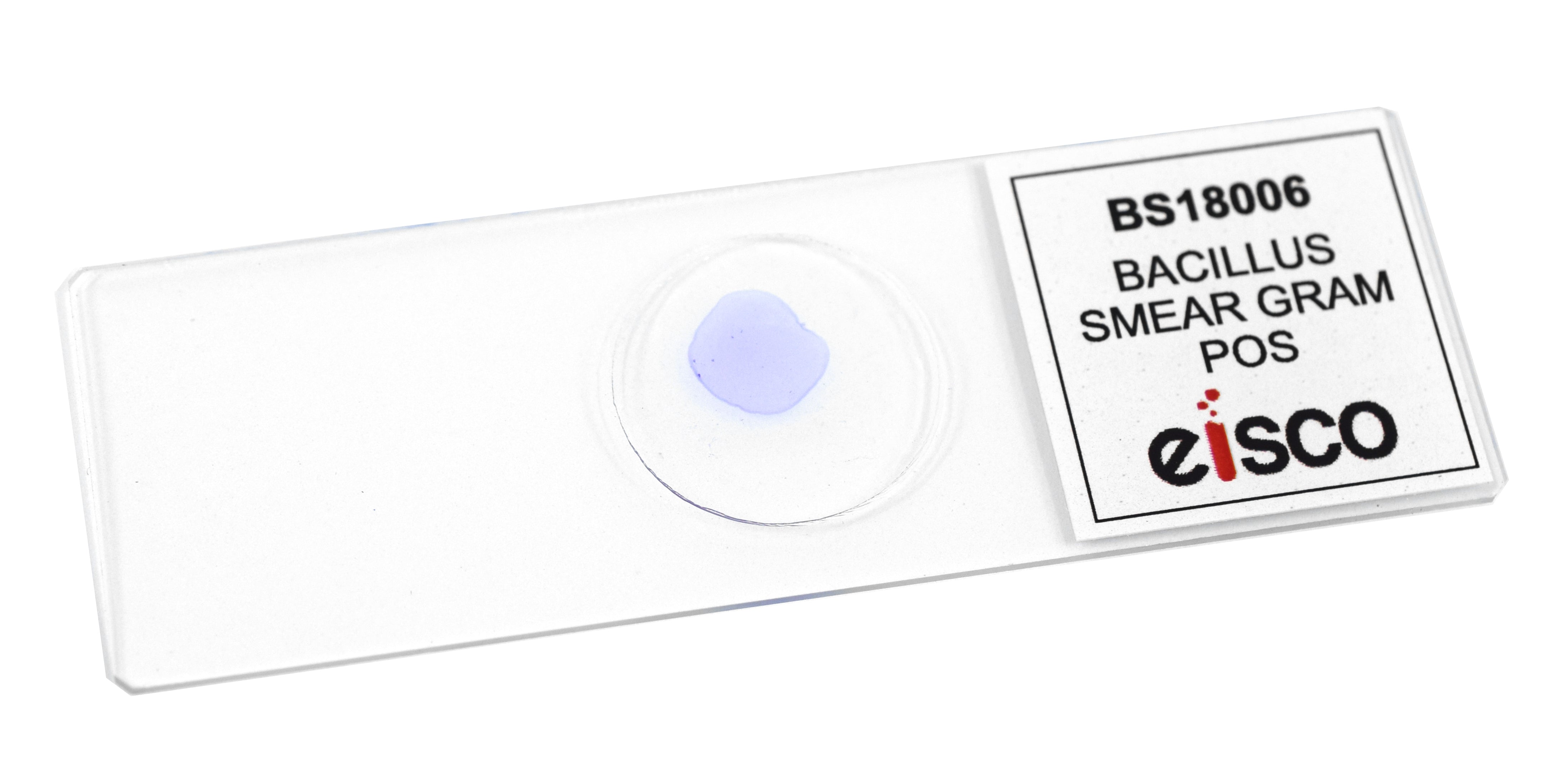 Bacillus Smear Gram Positive Prepared Microscope Slide