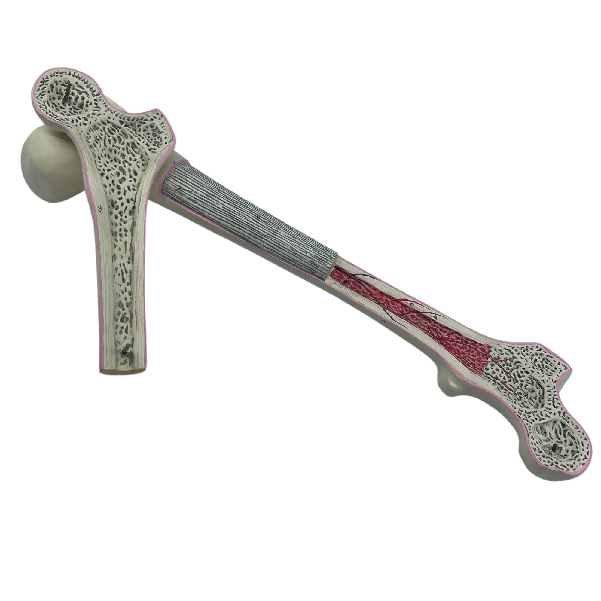 2-Part Human Femur Model with 9 Features