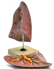Right Lung Anatomical Model, Life Size, 2-Part, 10"