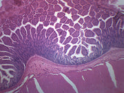 Mammalian Colon Cross-Section Prepared Microscope Slide