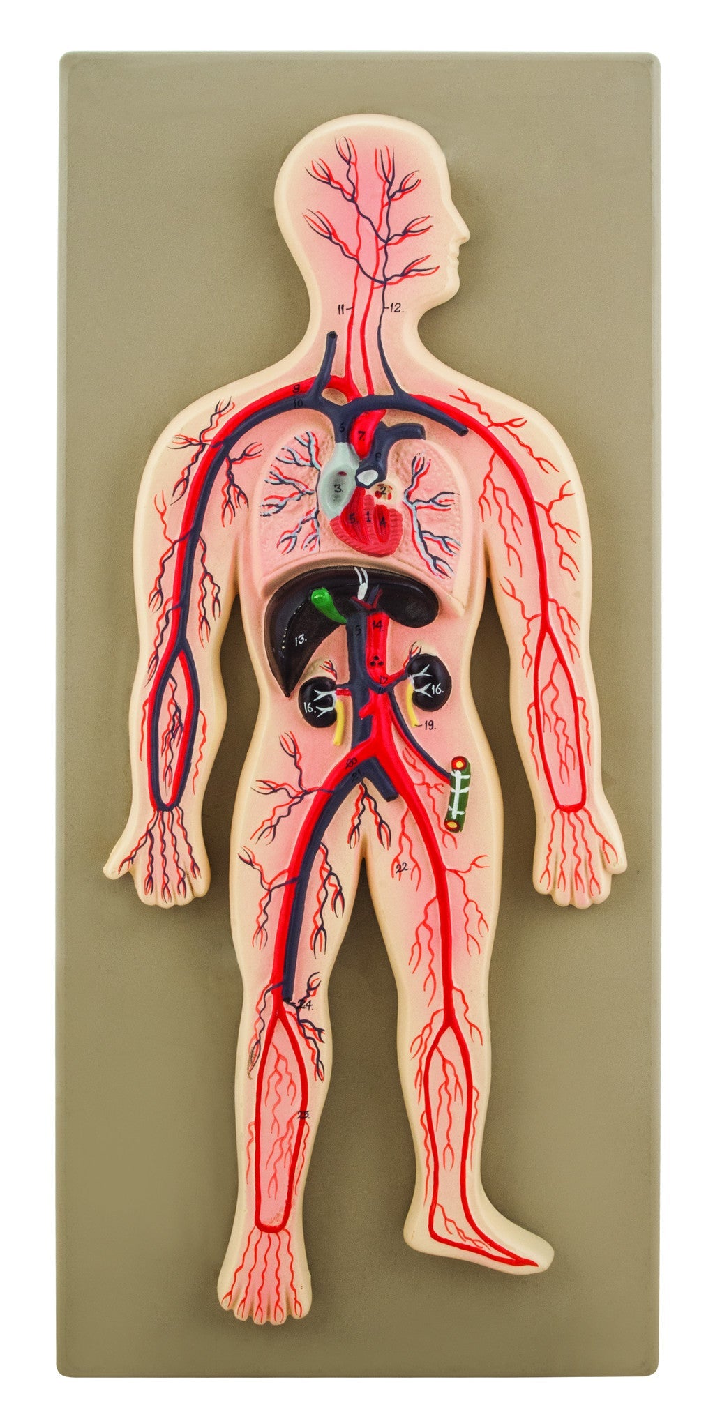 Human Circulatory System Model, Hand-Painted