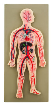 Human Circulatory System Model, Hand-Painted