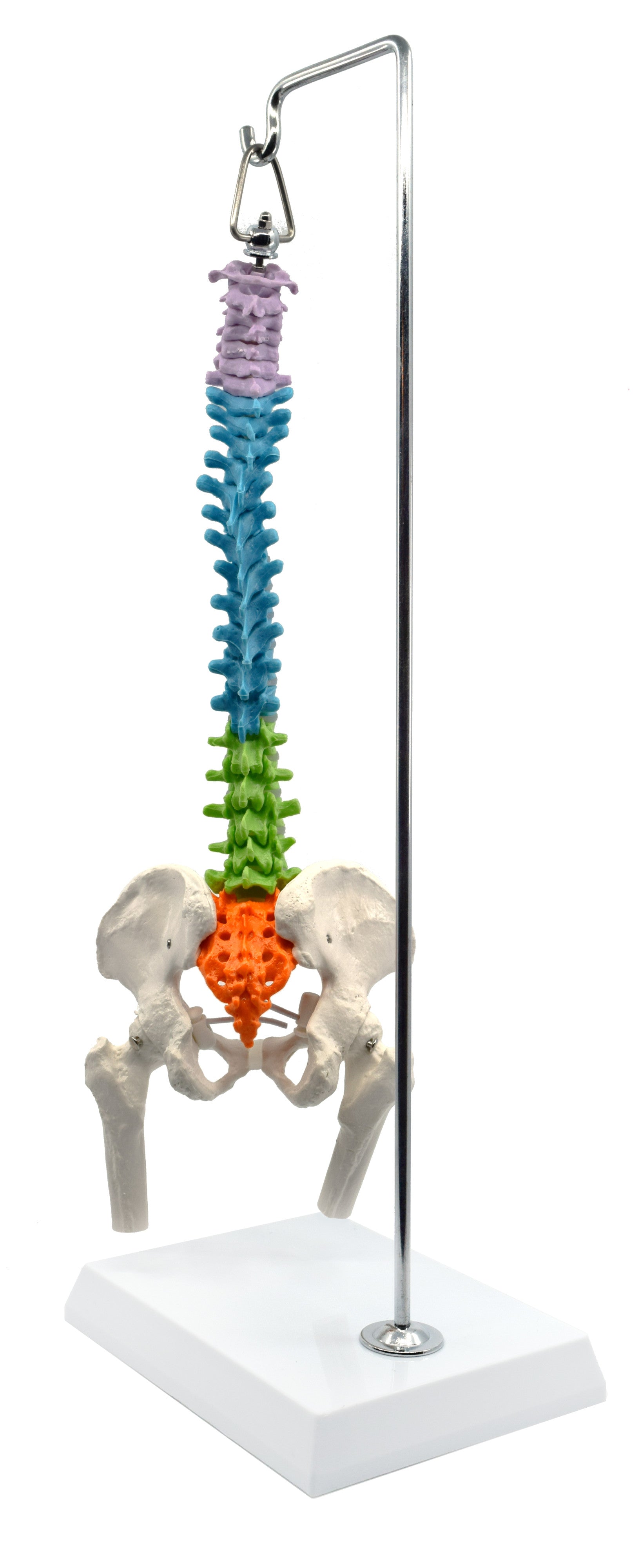 Half-Size Colored Spinal Column Model with Pelvis and Femur