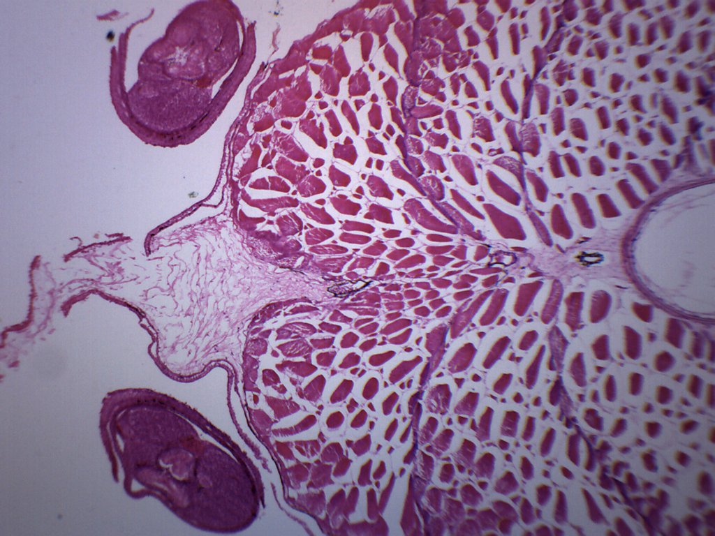 Tadpole Abdomen Cross-Section Prepared Microscope Slide