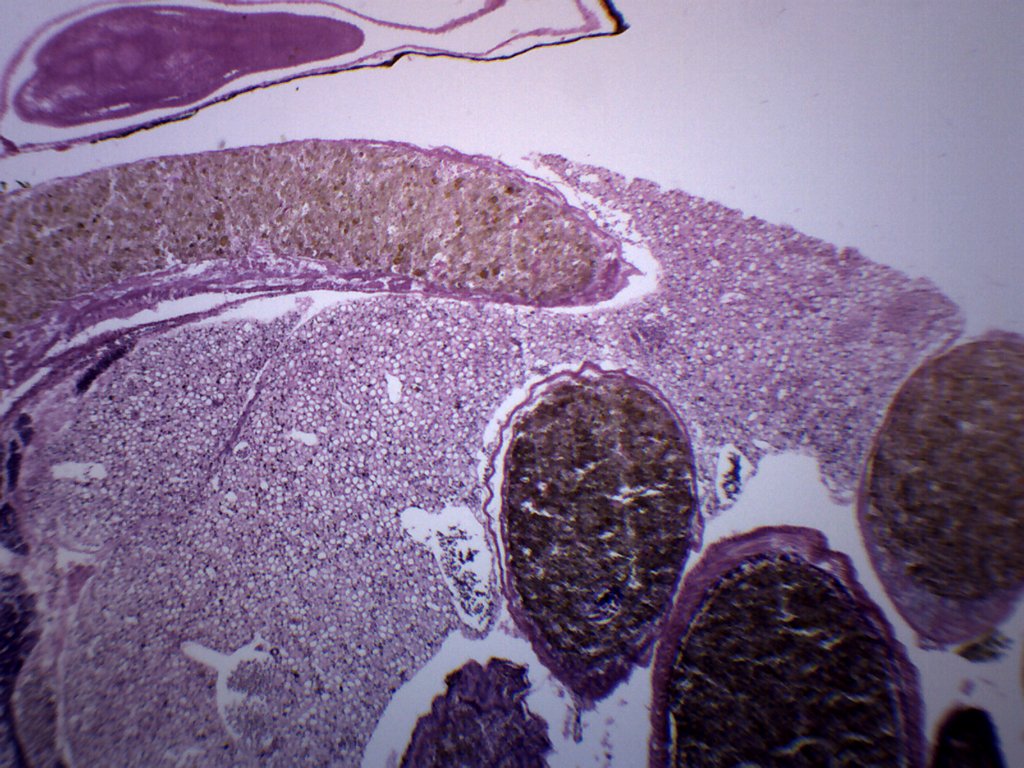 Tadpole Thorax and Gills Cross-Section Prepared Microscope Slide