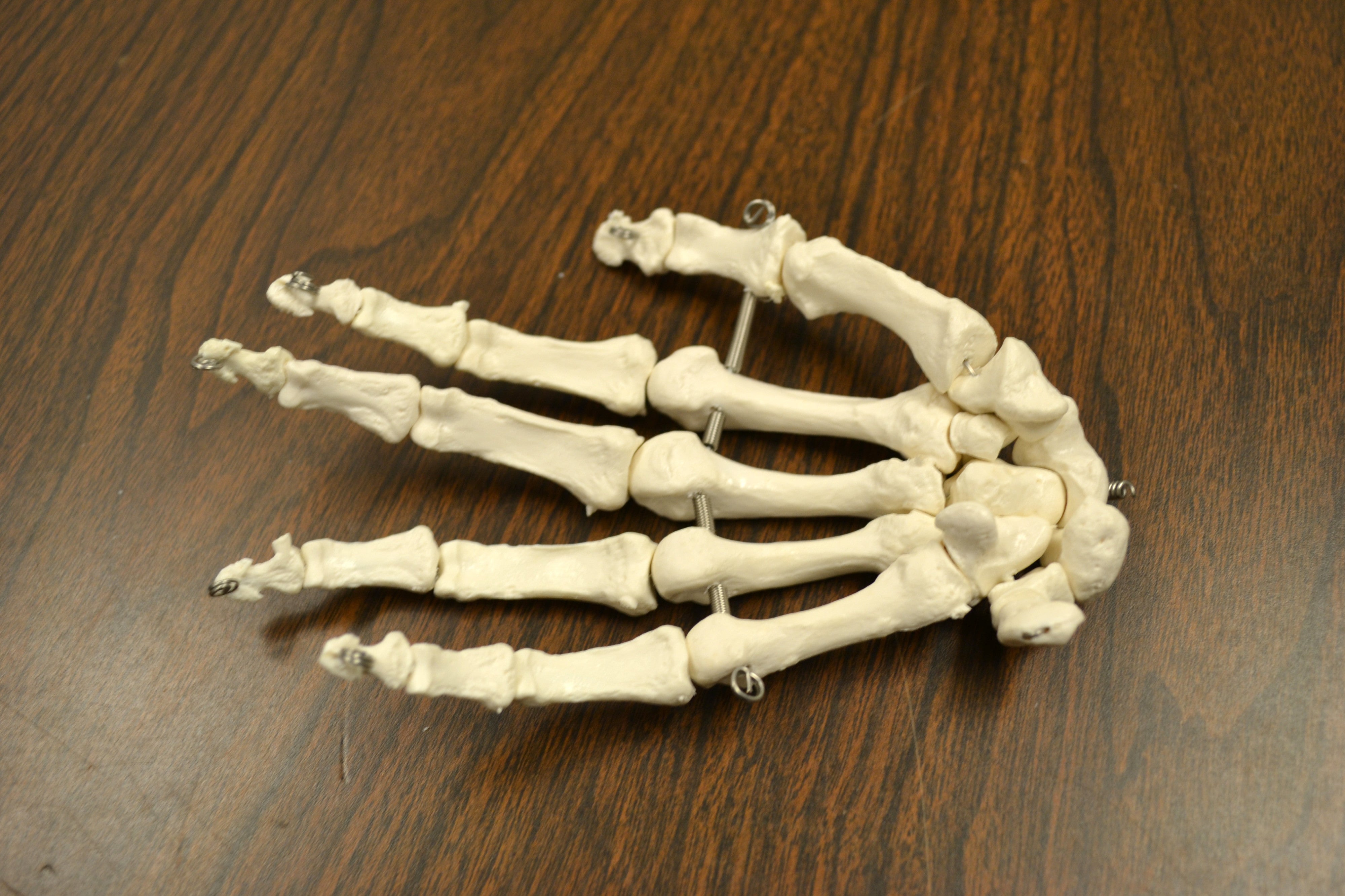 Life-Size Disarticulated Human Skeleton, Medical Quality